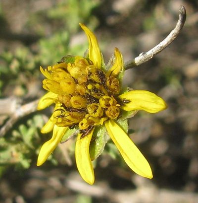 Osteospermum leptolobum, photographed by douglaseustonbrown