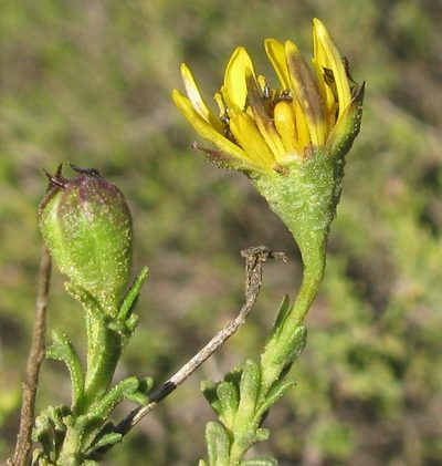 Osteospermum leptolobum, photographed by douglaseustonbrown
