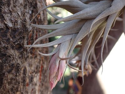 Tillandsia nana, photographed by Skjold Søndergaard