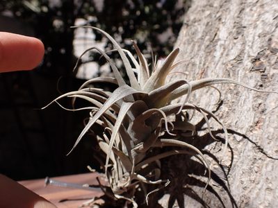 Tillandsia nana, photographed by Skjold Søndergaard