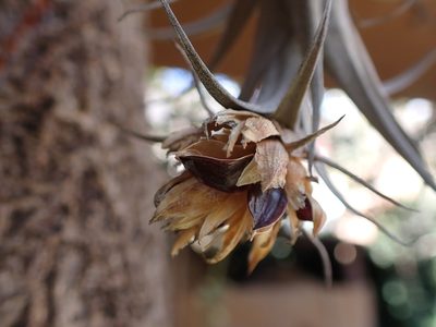 Tillandsia nana, photographed by Skjold Søndergaard
