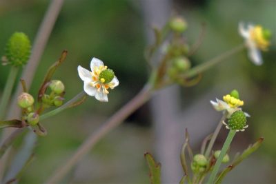 Ranunculus apiifolius, photographed by Hugo Hulsberg