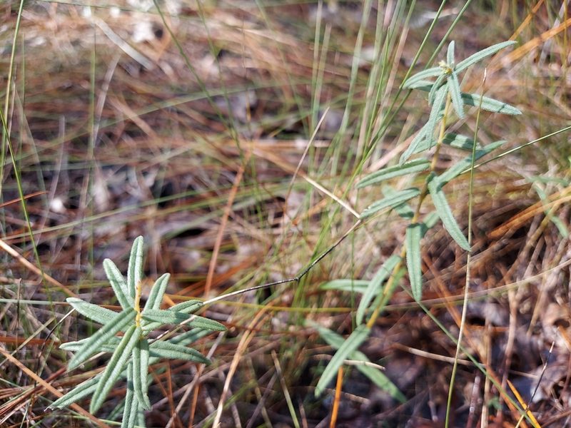 Phoebanthus grandiflorus, photographed by Athena Philips