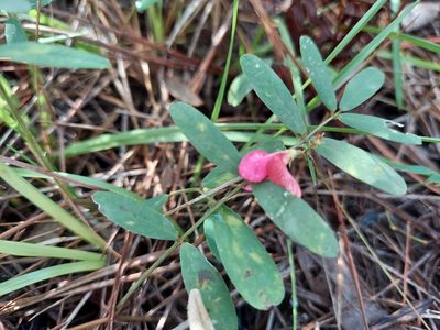 Tephrosia florida, photographed by Athena Philips