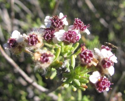 Eriocephalus punctulatus, photographed by douglaseustonbrown