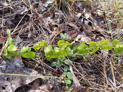 Chthamalia pubiflora, photographed by Athena Philips