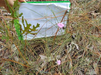 Agalinis divaricata, photographed by Athena Philips