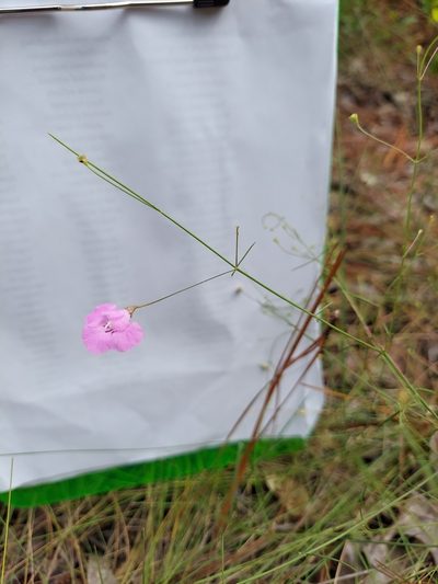 Agalinis divaricata, photographed by Athena Philips