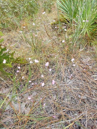 Agalinis divaricata, photographed by Athena Philips