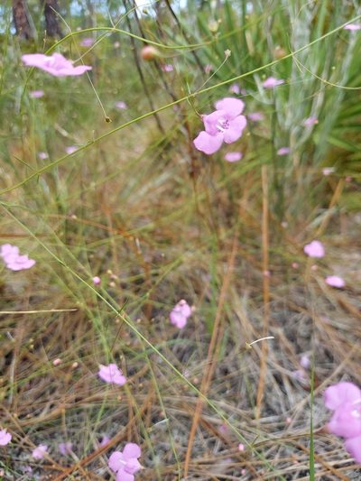 Agalinis divaricata, photographed by Athena Philips
