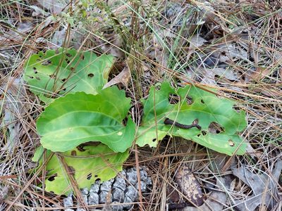 Arnoglossum floridanum, photographed by Athena Philips
