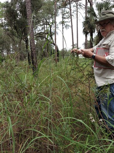 Heteropogon melanocarpus, photographed by Athena Philips