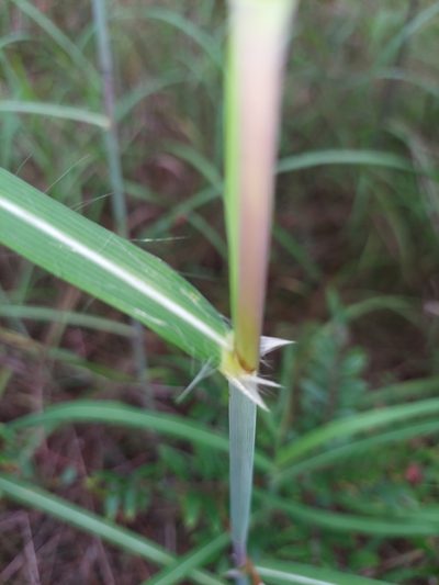 Heteropogon melanocarpus, photographed by Athena Philips
