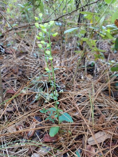 Scutellaria arenicola, photographed by Athena Philips