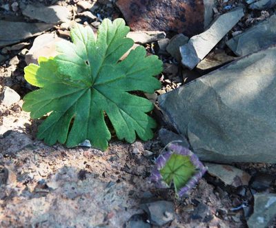 Pelargonium articulatum, photographed by Tony Rebelo