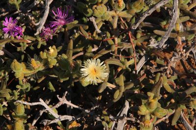 Mesembryanthemum nitidum, photographed by Tony Rebelo