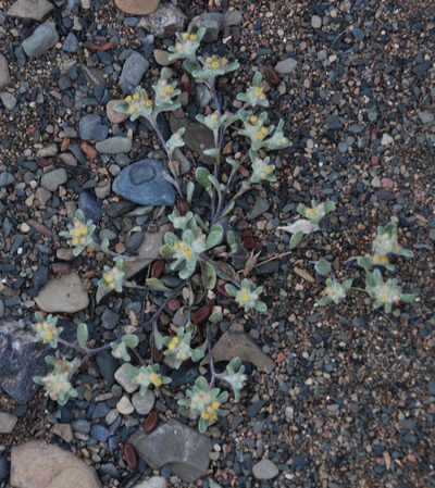 Helichrysum leontonyx, photographed by Tony Rebelo