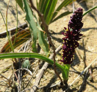 Wurmbea recurva, photographed by linkie