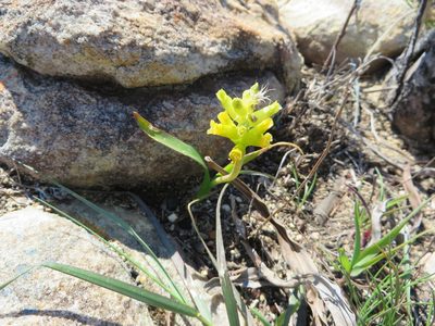 Lachenalia lutea, photographed by linkie