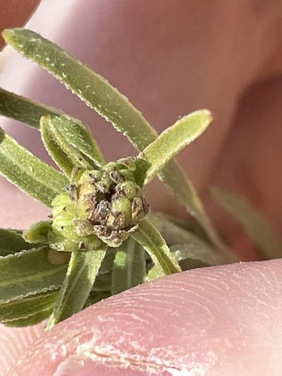 Helianthella microcephala, photographed by Bobby McCabe