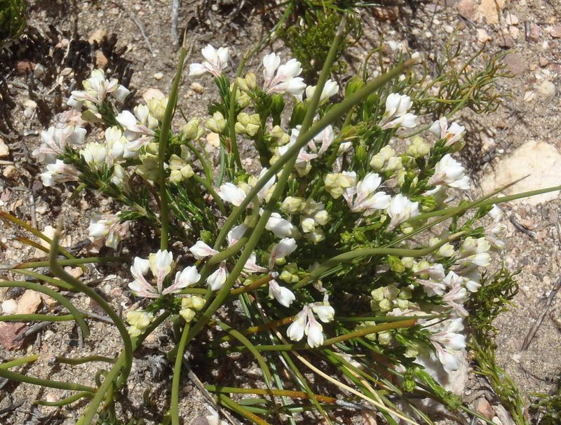 Erica costatisepala, photographed by Nicola van Berkel