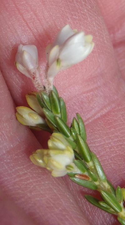 Erica costatisepala, photographed by Nicola van Berkel