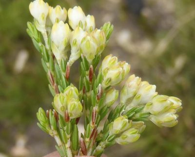 Erica costatisepala, photographed by Nicola van Berkel