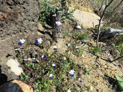 Nemesia barbata, photographed by linkie