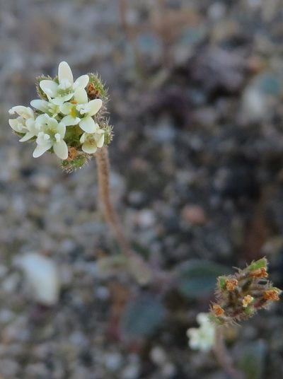 Phyllopodium cordatum, photographed by linkie