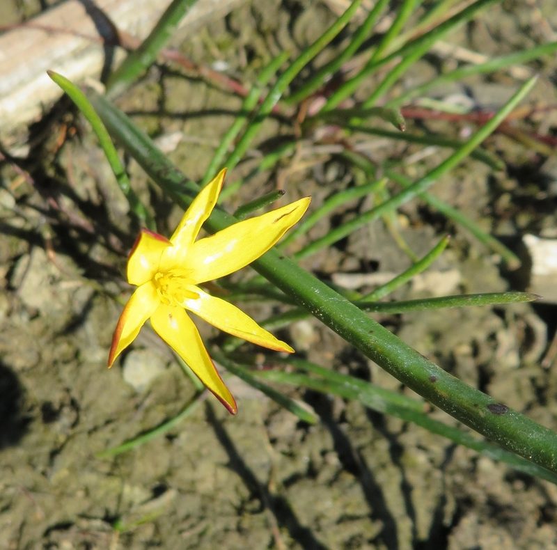 Pauridia affinis, photographed by linkie
