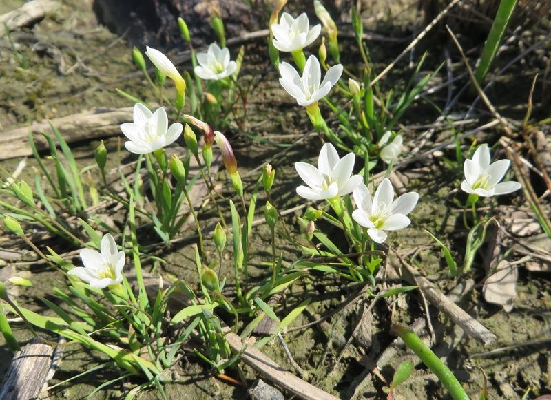 Geissorhiza setacea, photographed by linkie