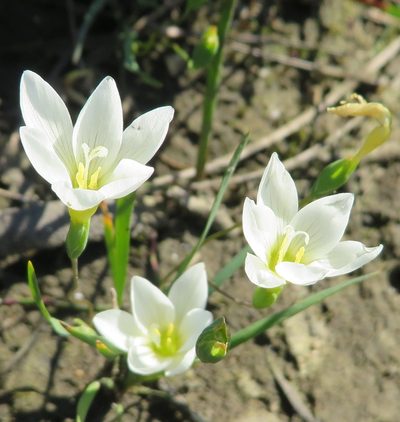 Geissorhiza setacea, photographed by linkie