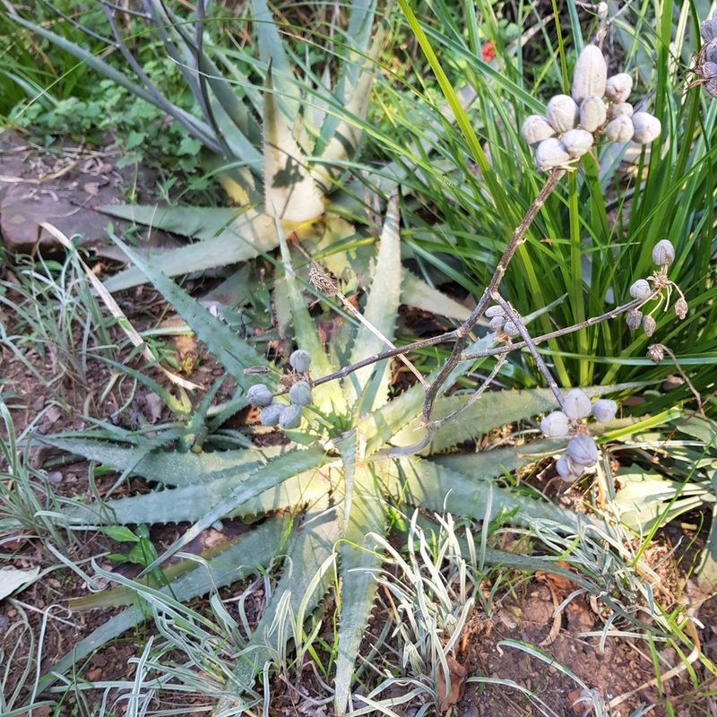 Aloe chabaudii, photographed by Margaret Burger