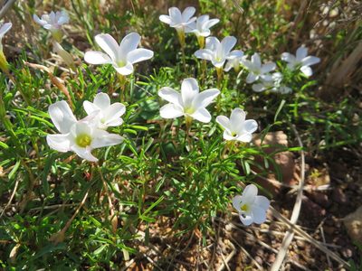 Oxalis versicolor, photographed by linkie