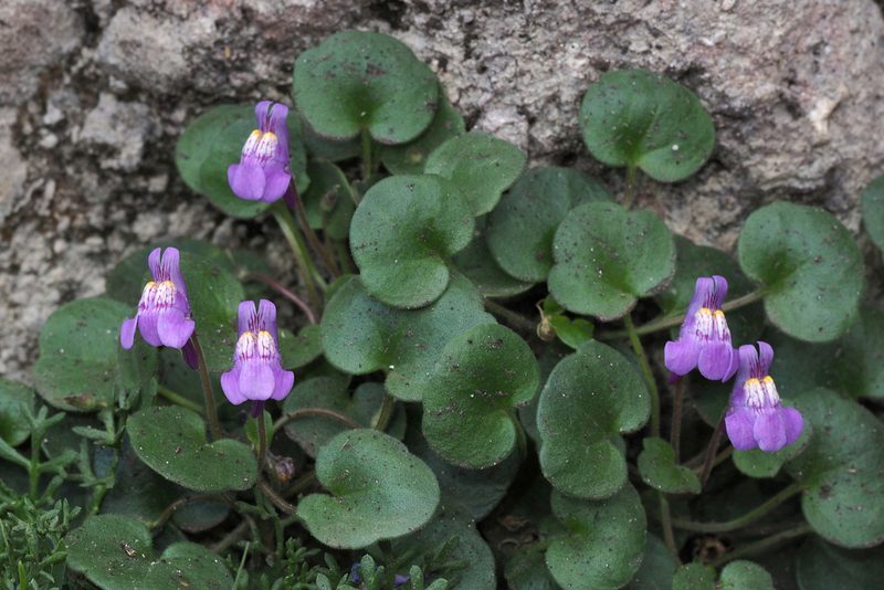 Cymbalaria pallida, photographed by Mario Bassini