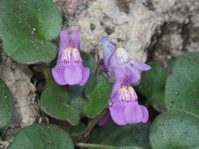 Cymbalaria pallida, photographed by Mario Bassini