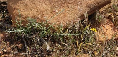 Helichrysum revolutum, photographed by Tony Rebelo