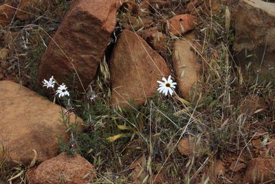 Ursinia pilifera, photographed by Tony Rebelo