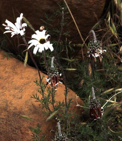Ursinia pilifera, photographed by Tony Rebelo