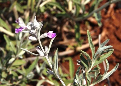 Stachys rugosa, photographed by Tony Rebelo