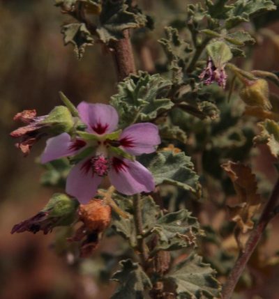 Anisodontea triloba, photographed by Tony Rebelo