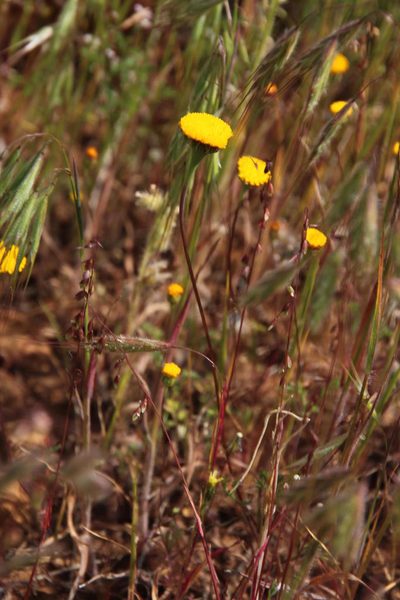 Cotula microglossa, photographed by Tony Rebelo
