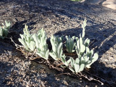 Hieracium horridum, photographed by John Brew