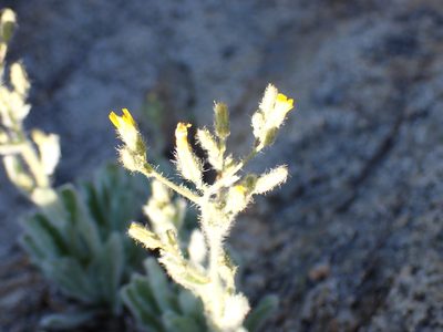 Hieracium horridum, photographed by John Brew