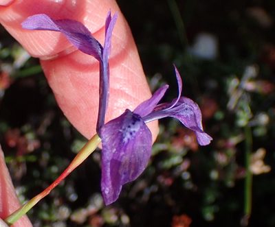 Moraea amabilis, photographed by Nicola van Berkel
