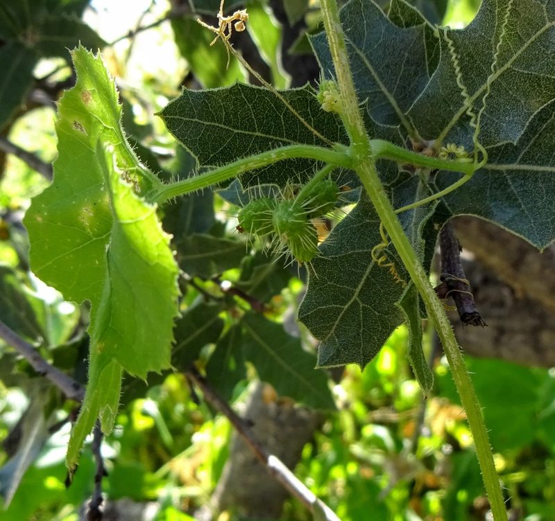 Sicyos laciniatus, photographed by Andrew Tree