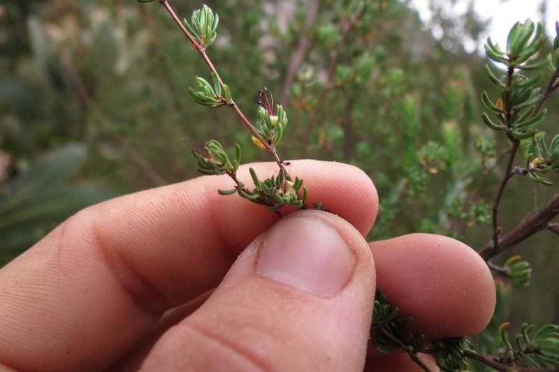Cliffortia polita, photographed by Brian du Preez