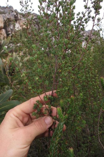 Cliffortia polita, photographed by Brian du Preez