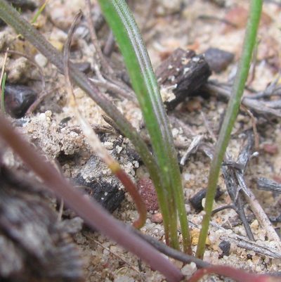 Lachenalia polyphylla, photographed by douglaseustonbrown
