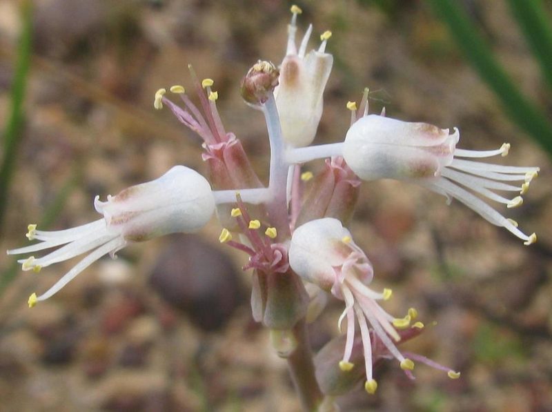 Lachenalia polyphylla, photographed by douglaseustonbrown